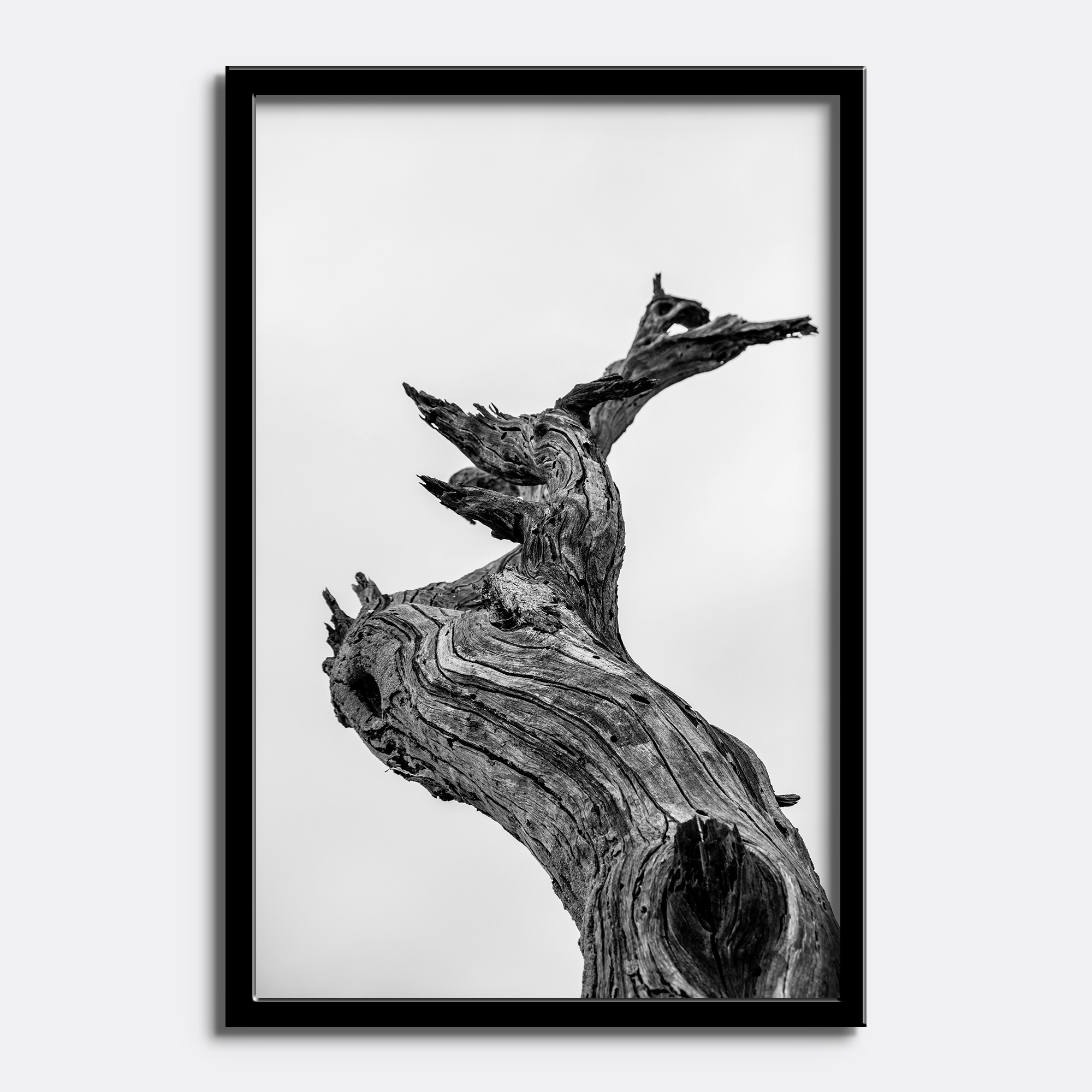 Black & White Tree Trunk - Image 4