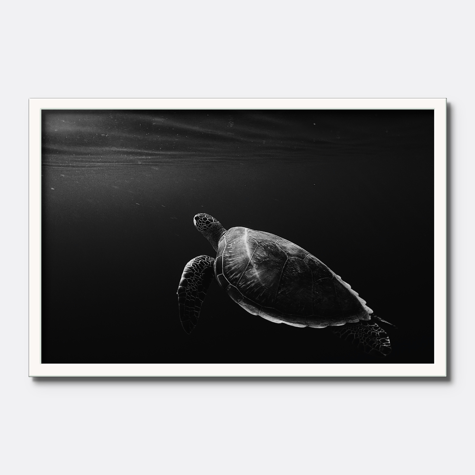 Black & White Sea Turtle - Image 4