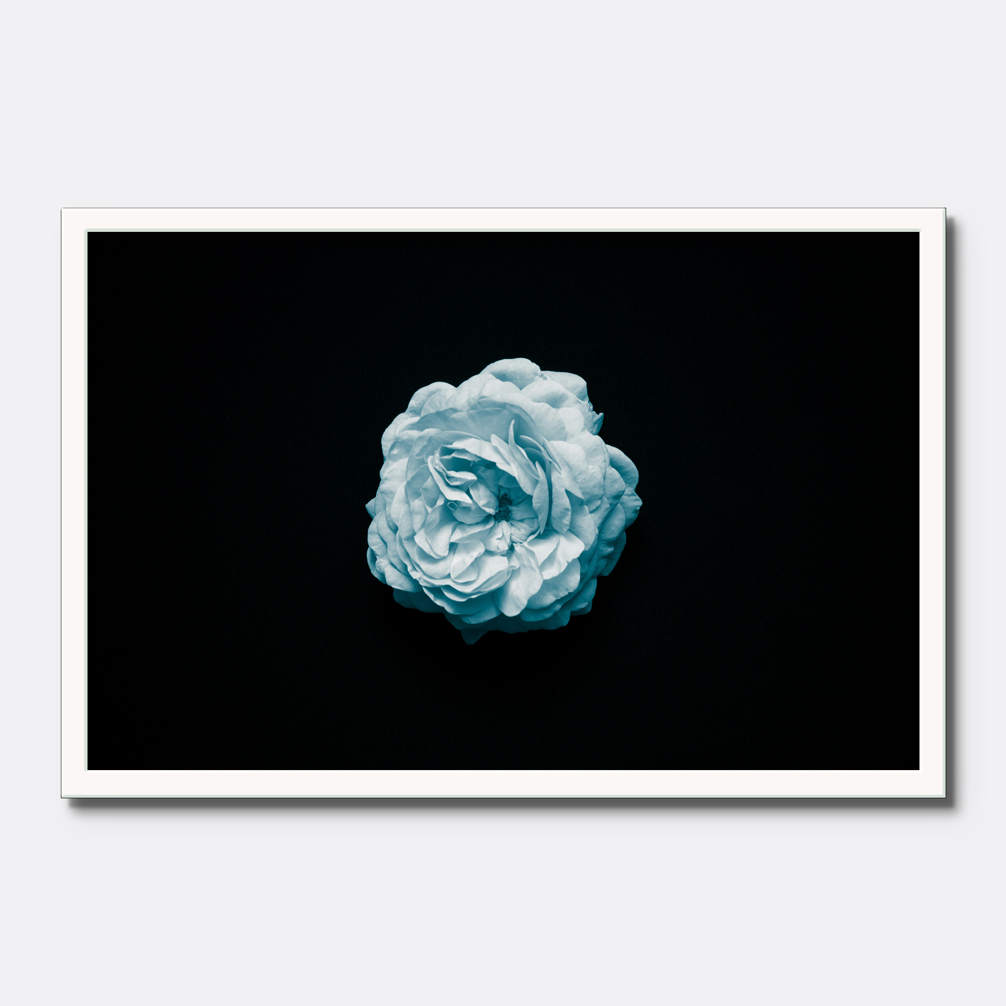 Blue Rose Minimalist - Image 3