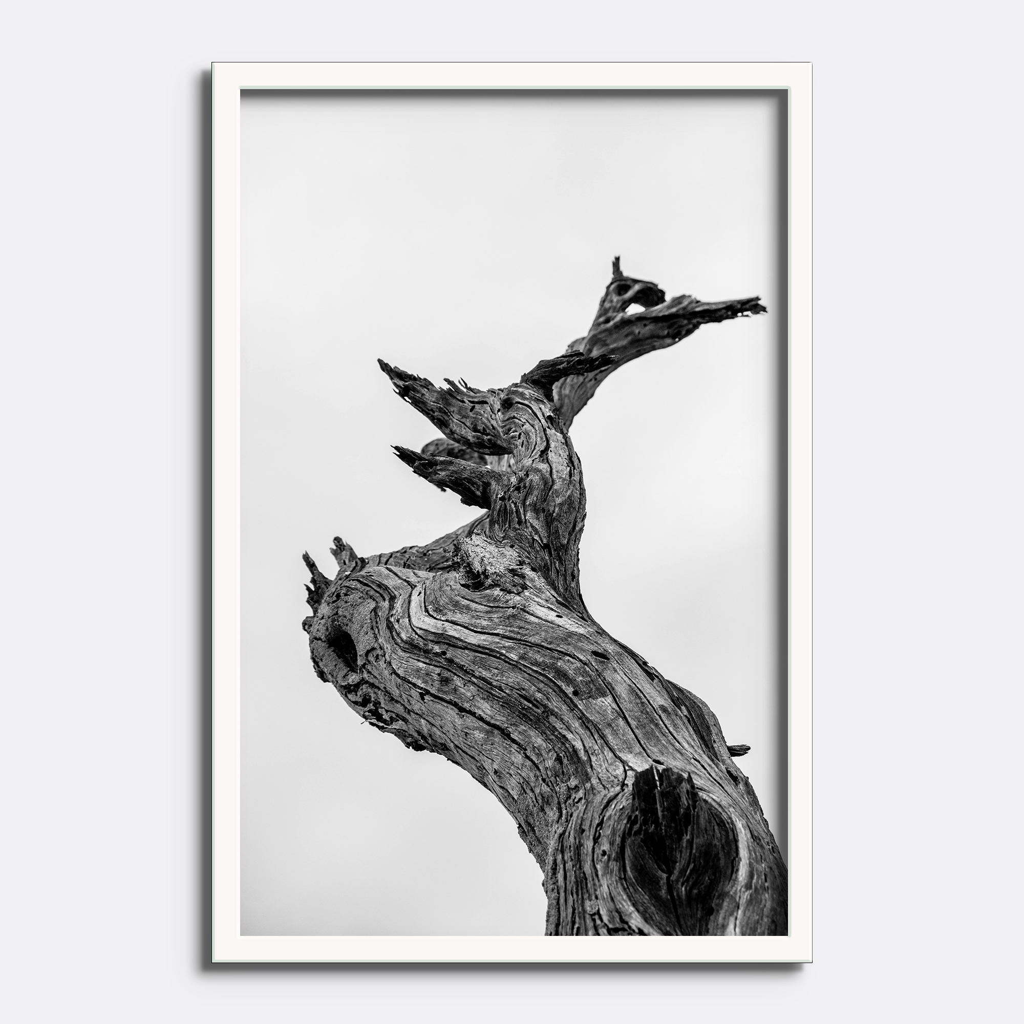 Black & White Tree Trunk - Image 3