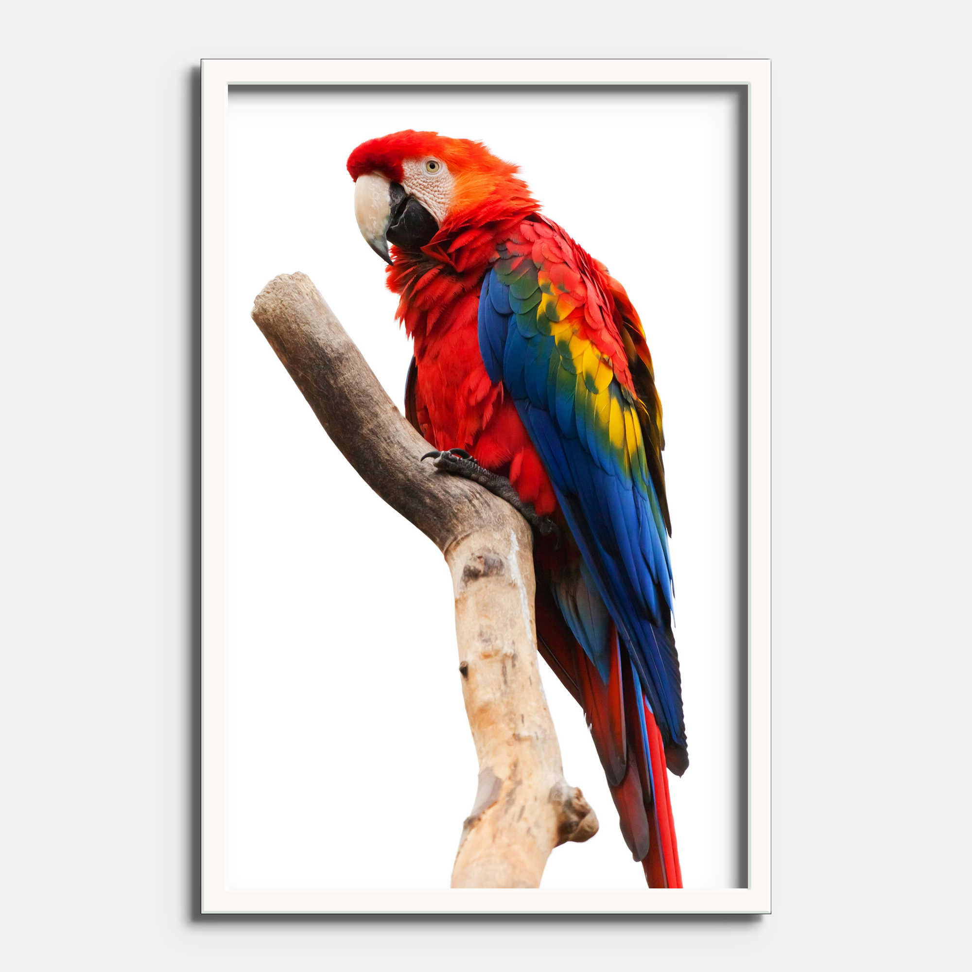 Vibrant Scarlet Macaw Parrot - Image 4