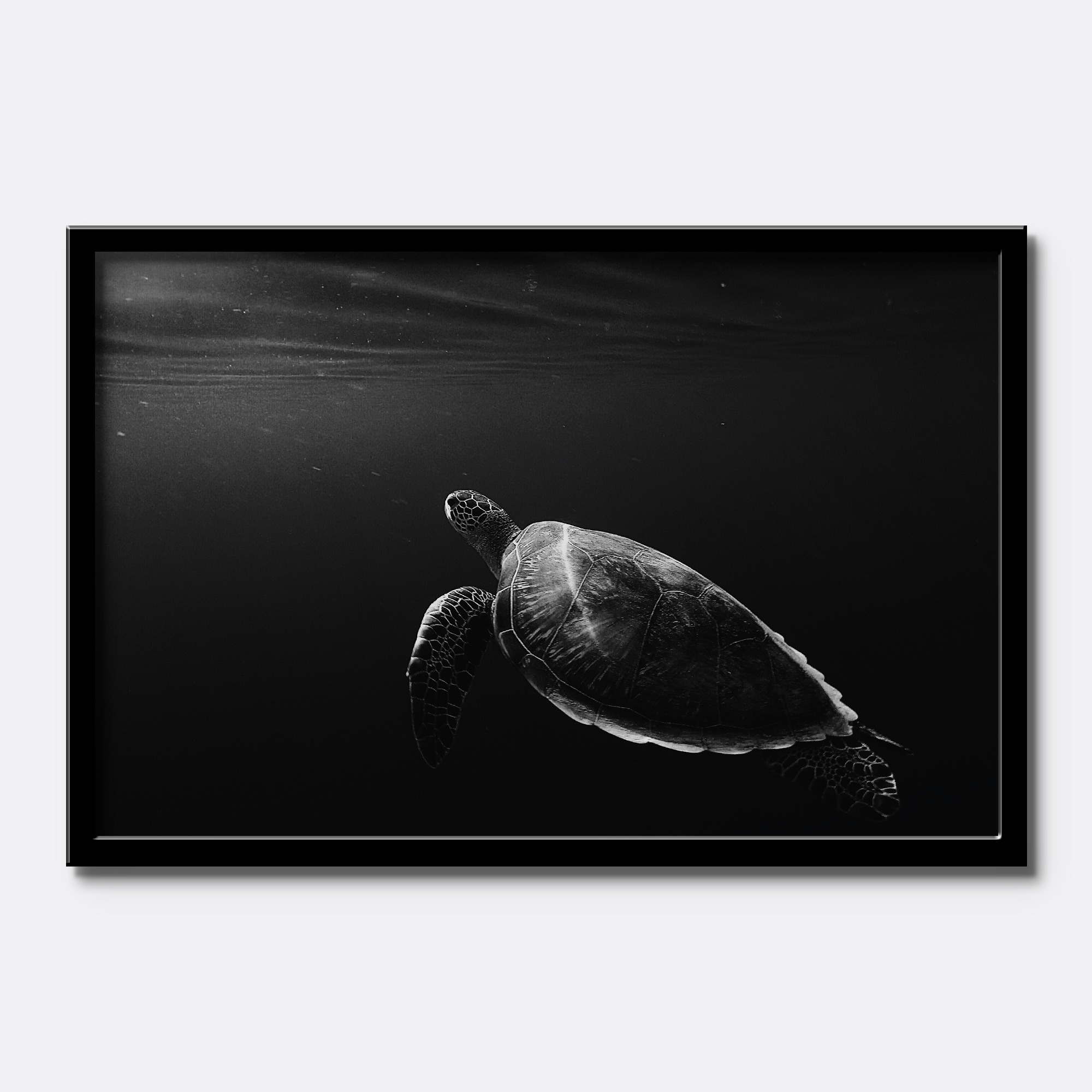 Black & White Sea Turtle - Image 3