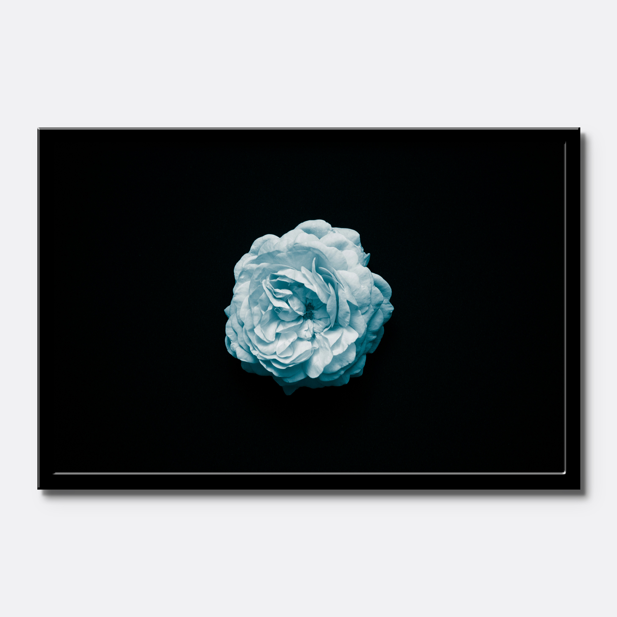 Blue Rose Minimalist - Image 4