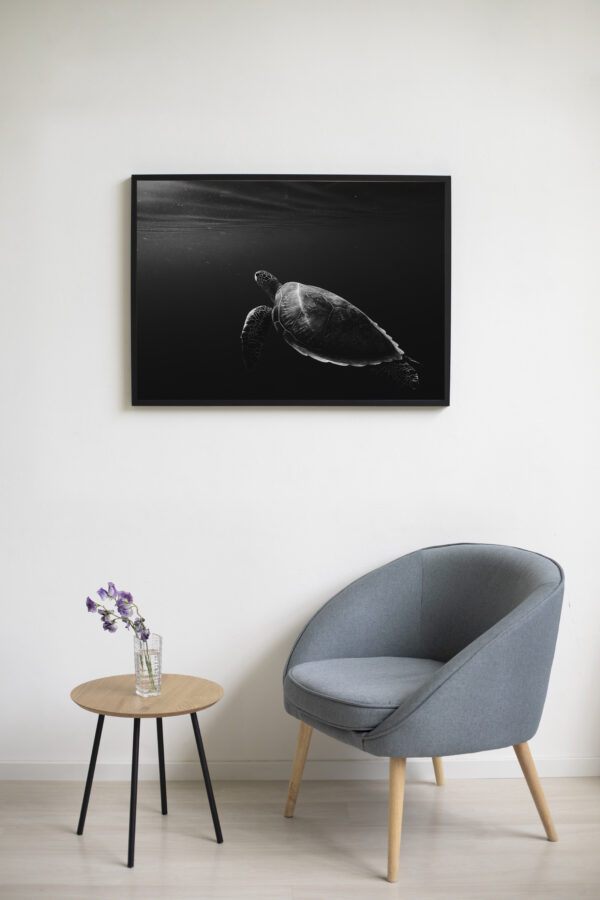 Black & White Sea Turtle