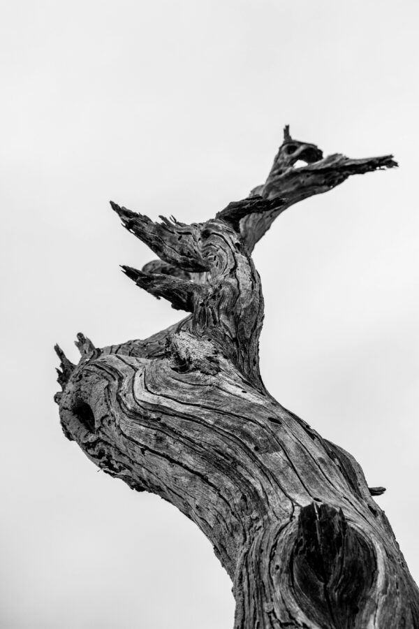 Black & White Tree Trunk