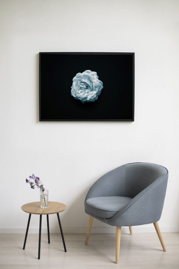 Blue Rose Minimalist