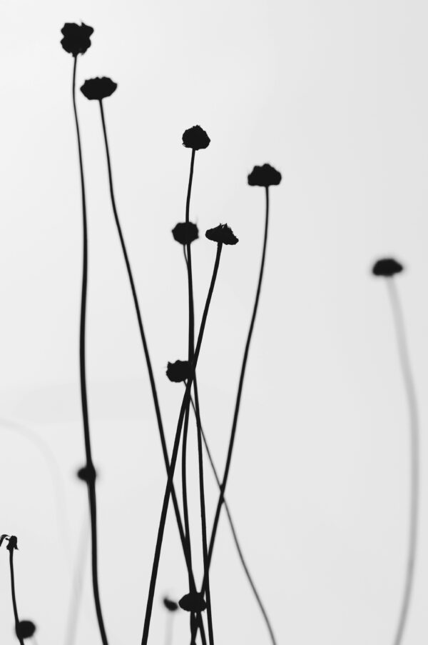 Minimalist Black & White Flower Silhouette Art