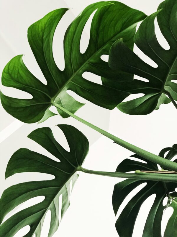 Monstera Leaf Green Botanical