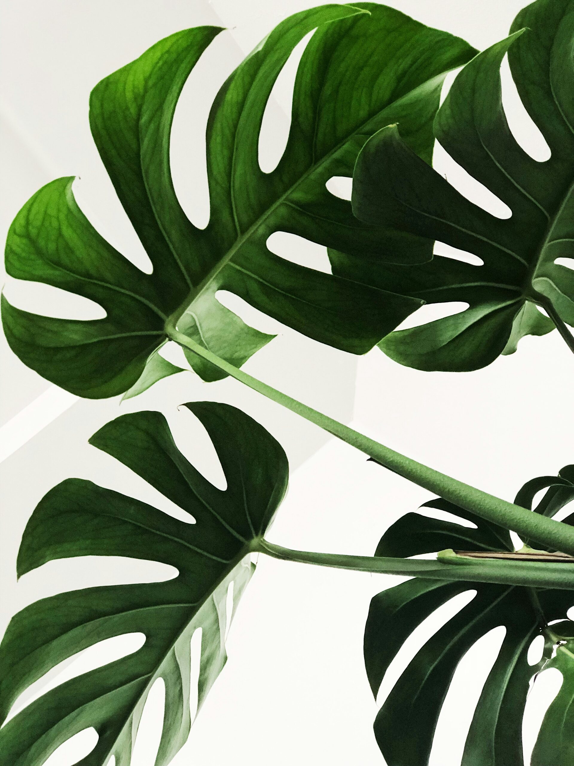 Monstera Leaf Green Botanical