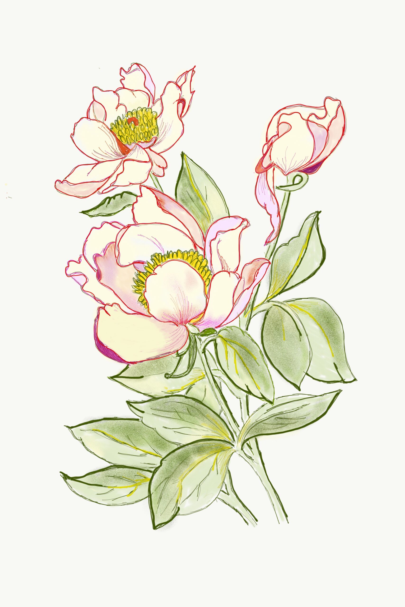 Elegant Pink Peony Botanical