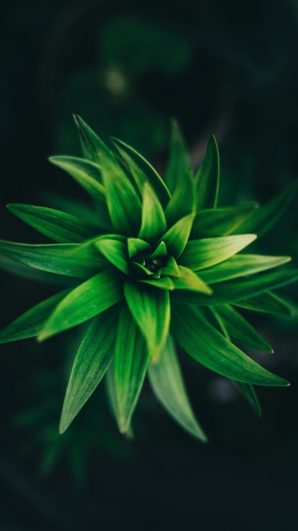 Green Botanical Macro