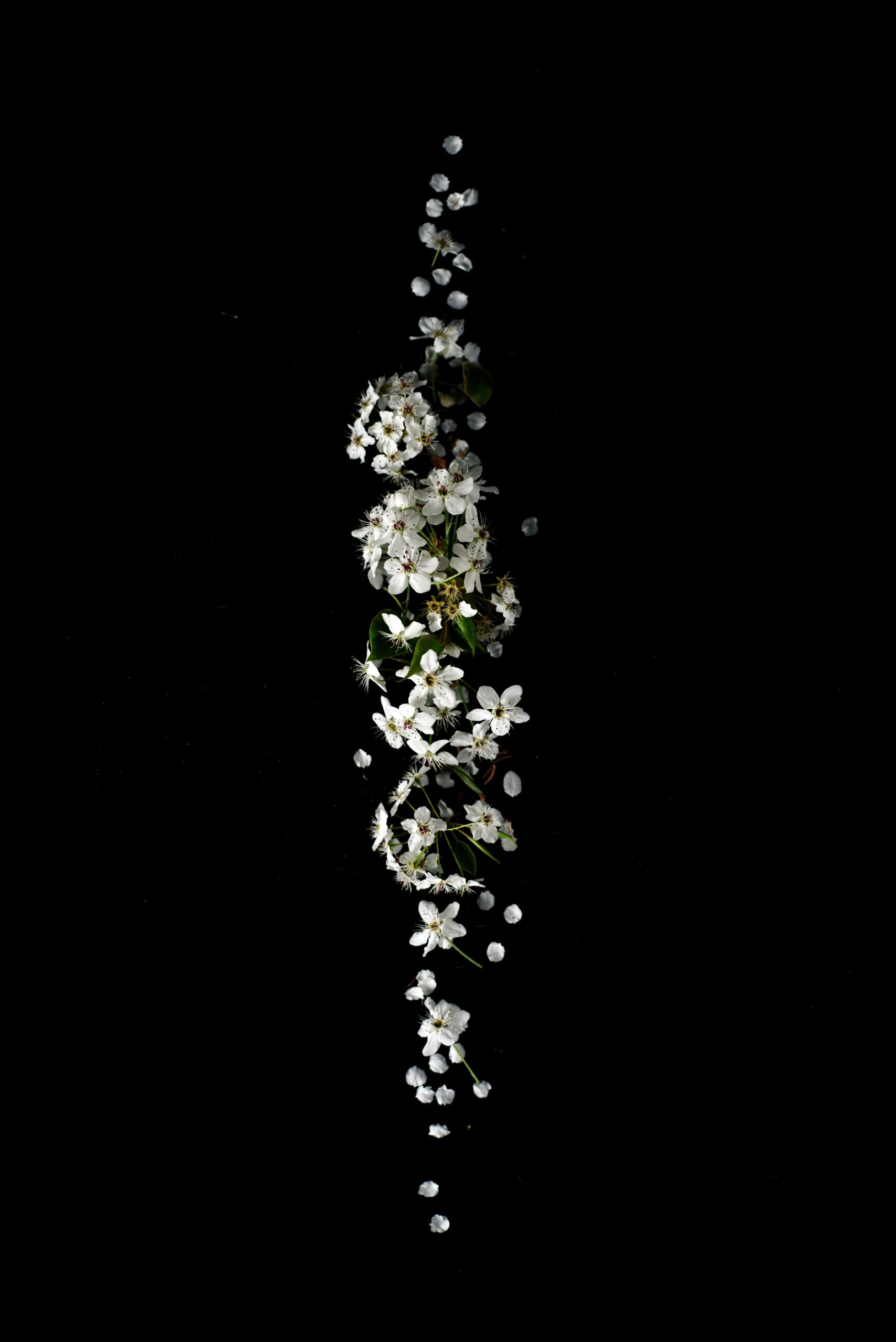 White Blossom Minimal Floral