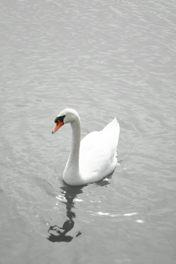 White Swan Minimalist